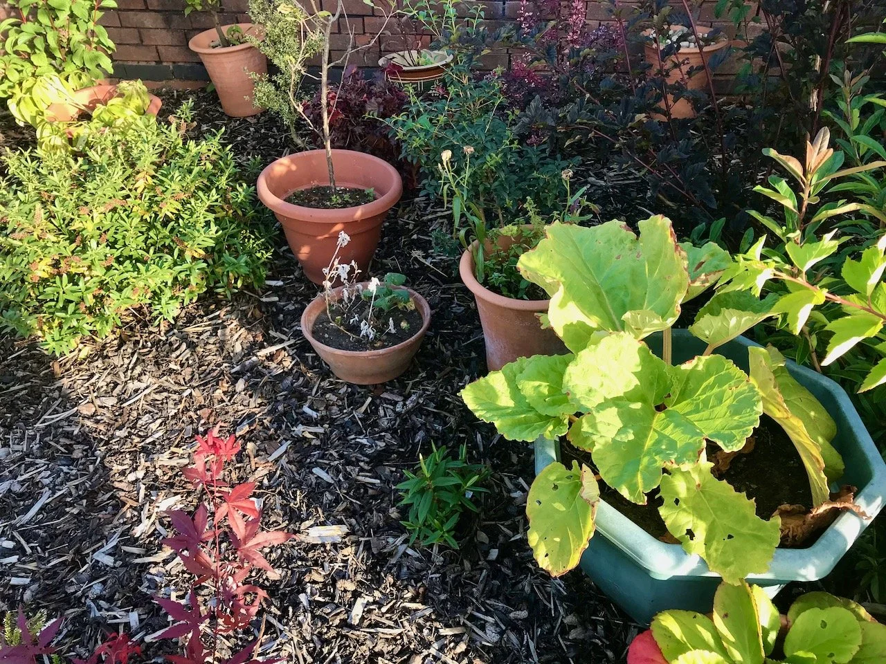 I've moved all the pots - including the rhubarb and apple tree - into the border among the bushes to give them some protection from the sun and the wind