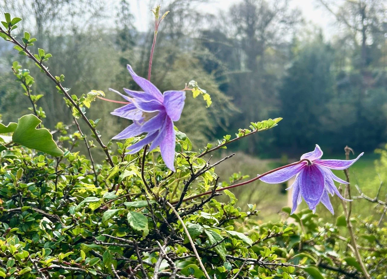 pretty blue/purple 'dancing' clematis also on top of the hedge