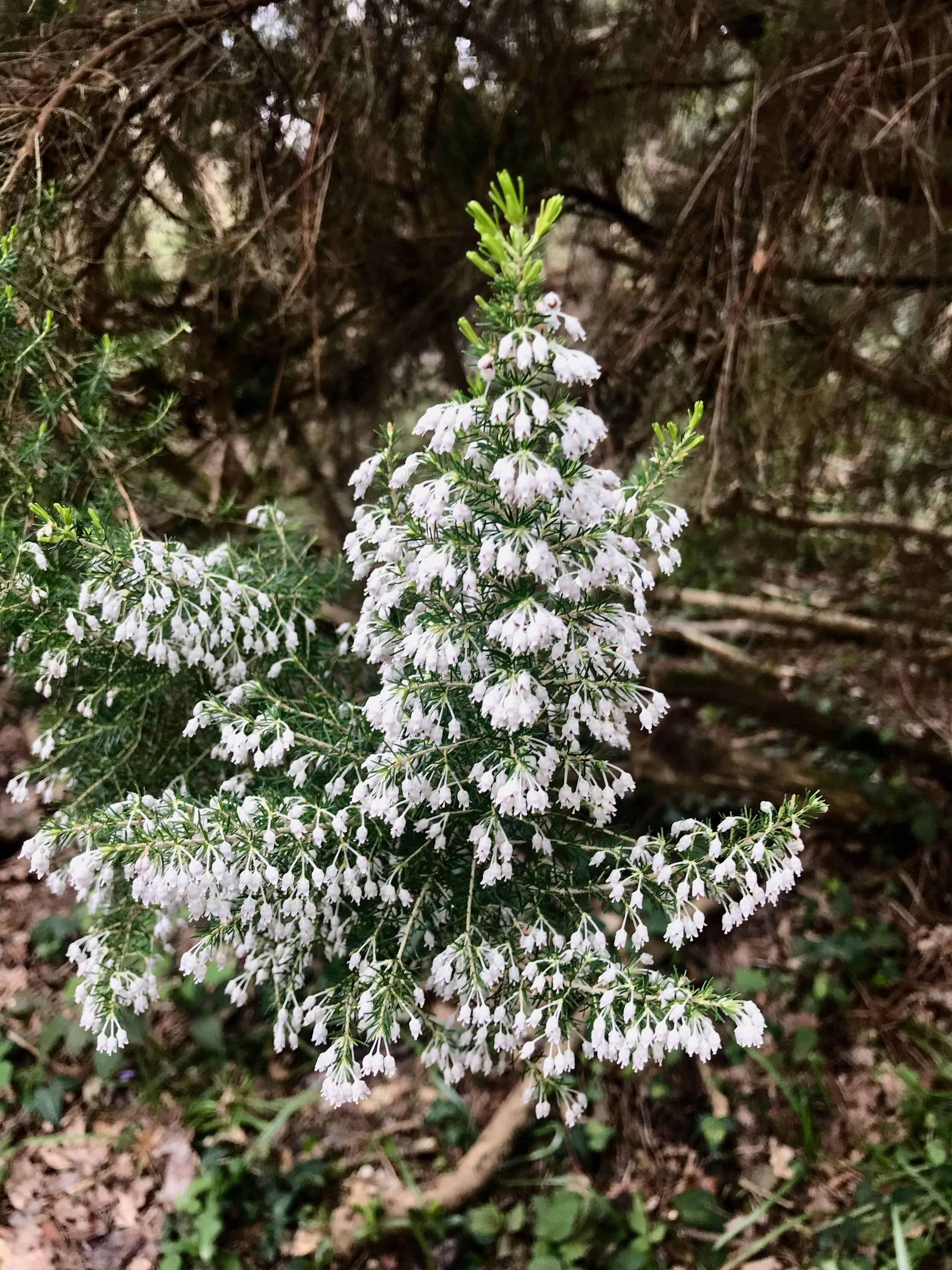 a branch - almost fir like - filled with the most glorious tiny white flowers