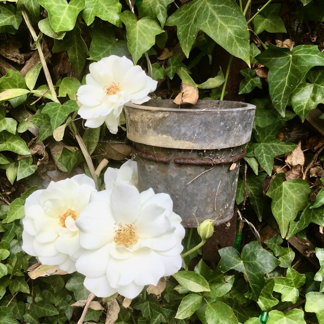 White roses against a metal pot and a backdrop of ivy