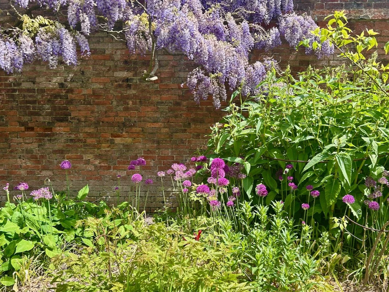 The wisteria is underplanted with flowering alliums  - looks great