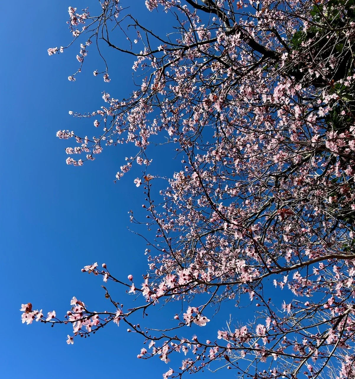 looking up to pink blossom and a deep blue sky
