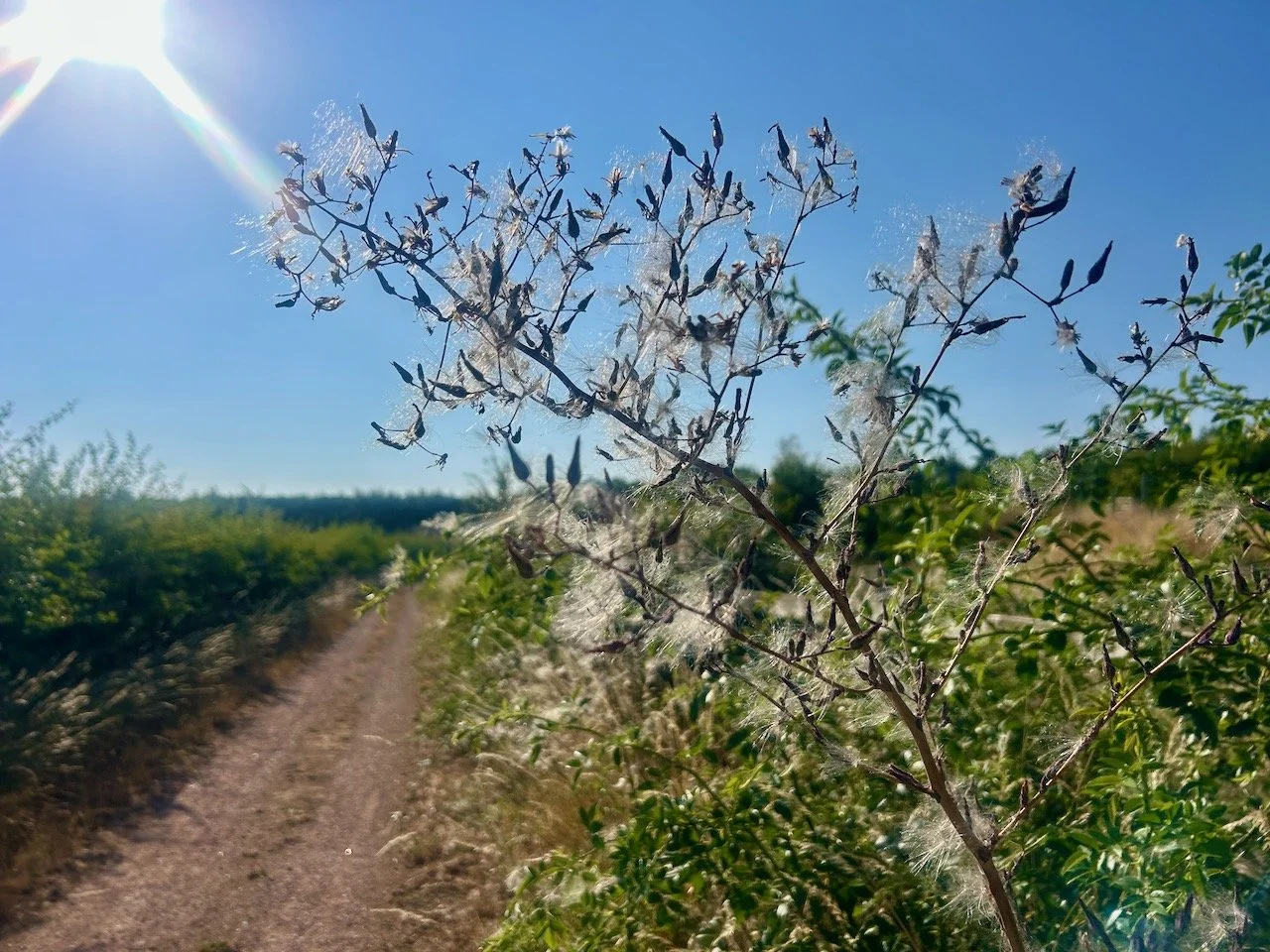 Walking East Stoke's lanes: July 2026