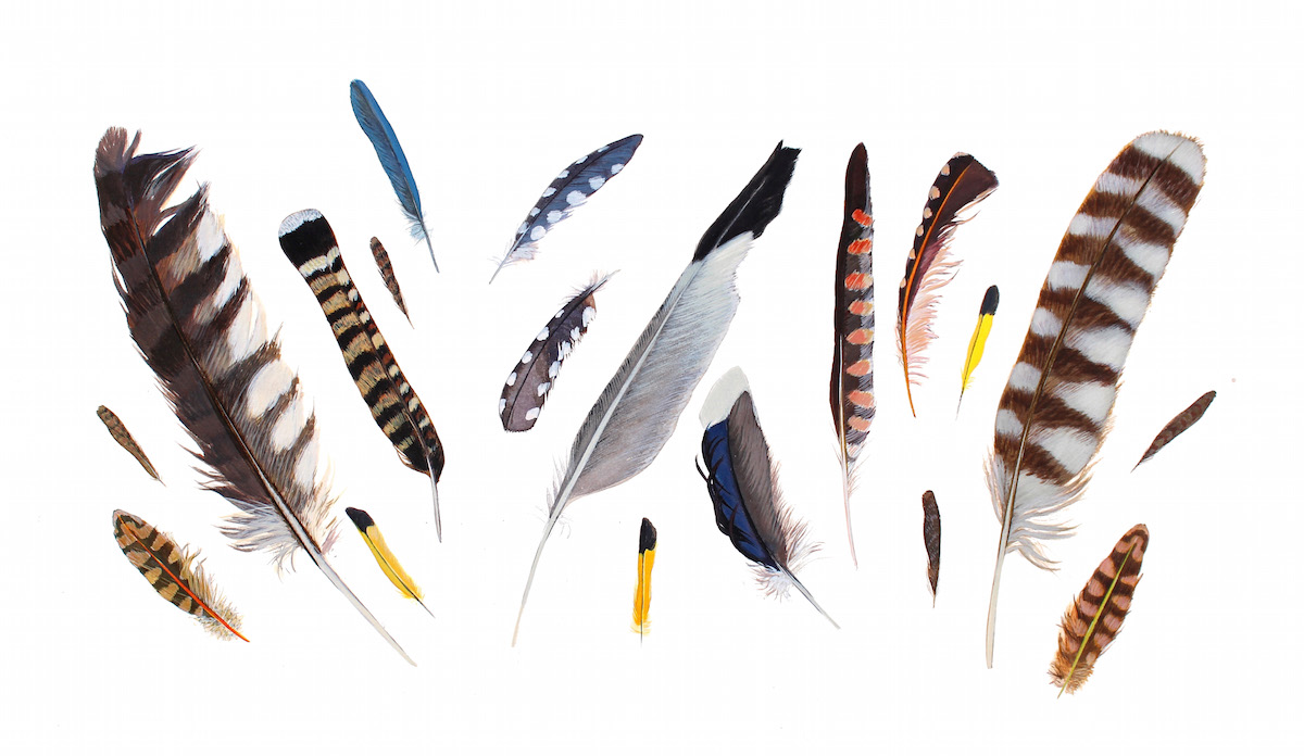 Birds of the American Midwest II 15x22 inches, acrylic ink on paper
