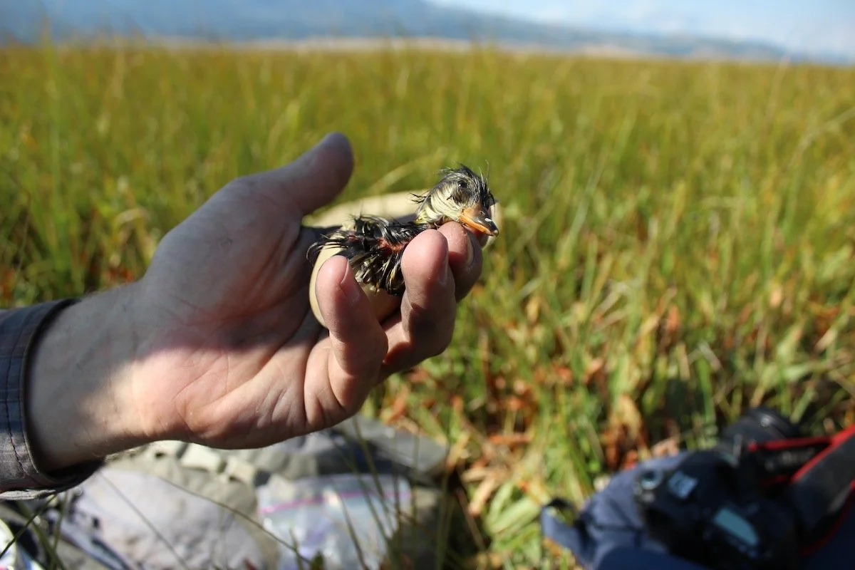  Web-tagging a lesser scaup duckling (Red Rock Lakes, Montana 2015). 