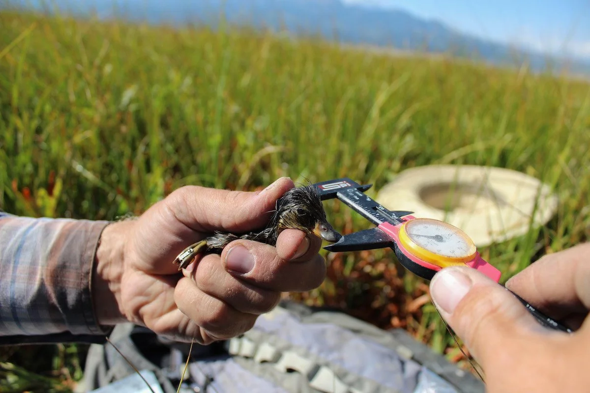  Measuring a newly-hatched lesser scaup duckling (Red Rock Lakes, Montana 2015). 