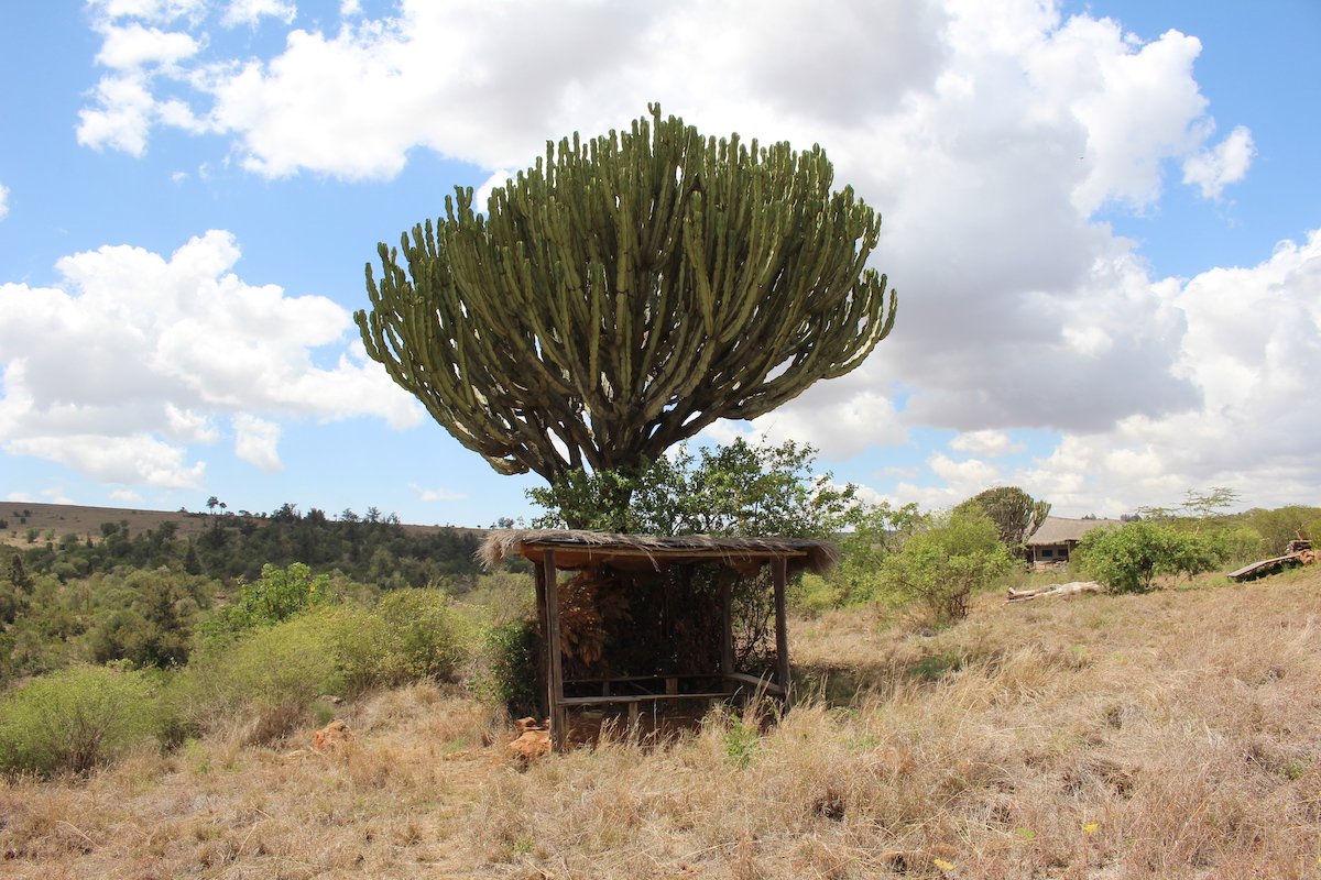  Olepangi Farm in Laikipia County, Kenya (2022). 