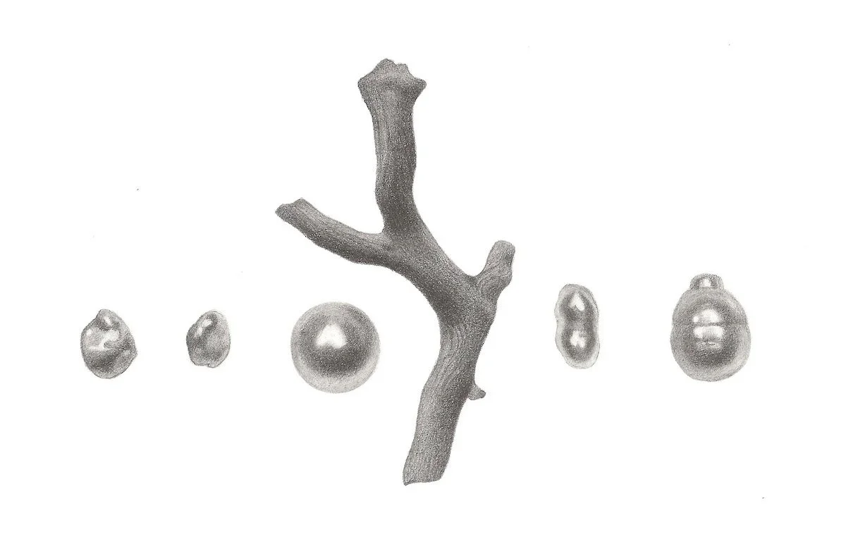   Pearls and Coral , 2023 Pencil on paper, commissioned by Prounis Jewelry Project:  Illustration      