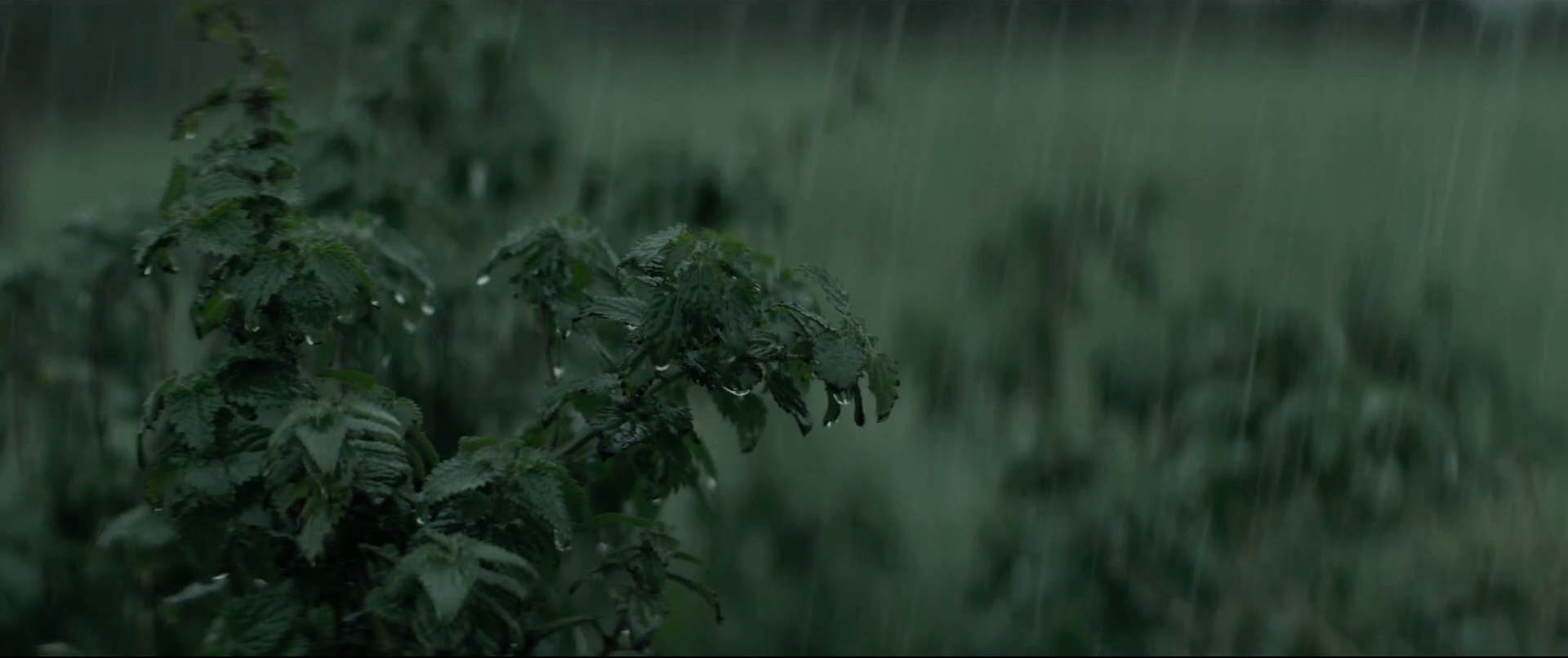 Rain Leaves.jpg