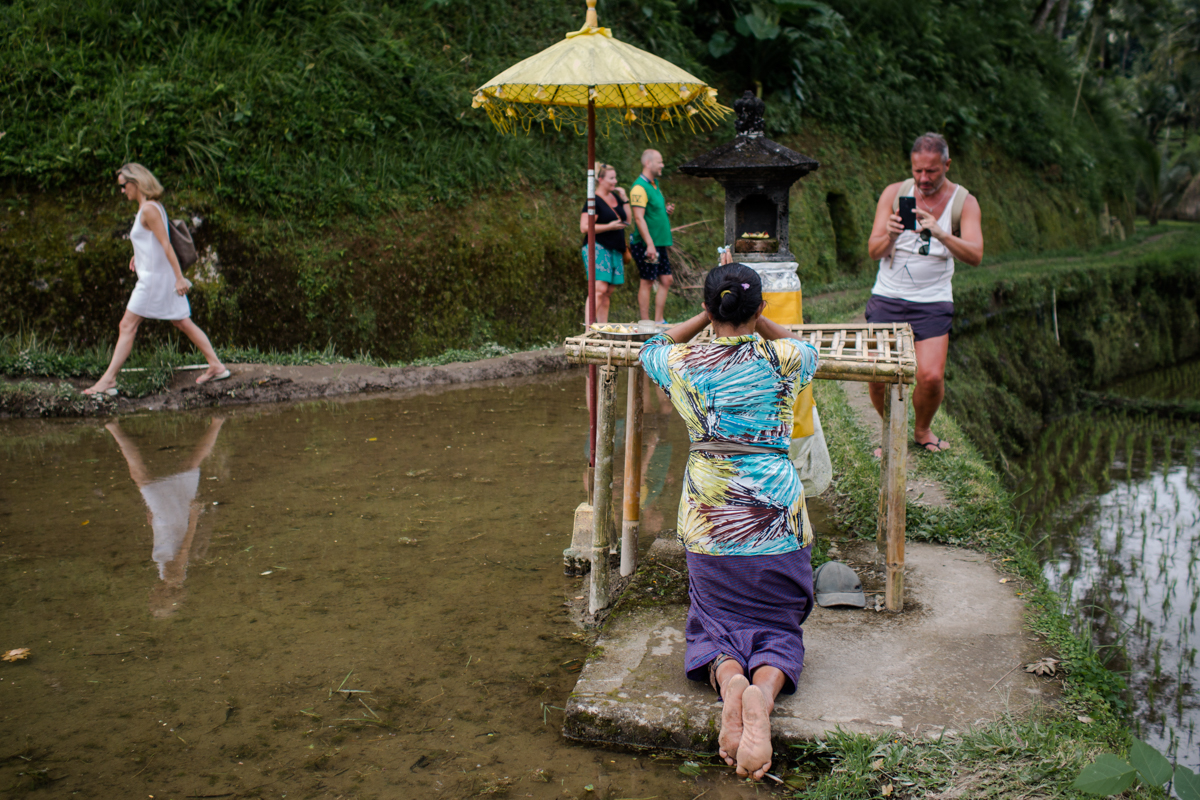 Vitri, the resident of Tegalalang village pray in a small shrine for Dewi Sri, the Goddess of Prosperity.