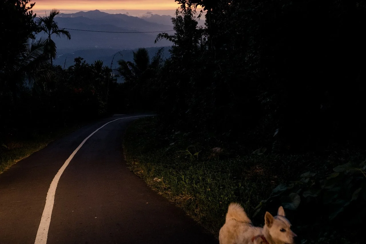 Mountain dog. Asah - July, 2019