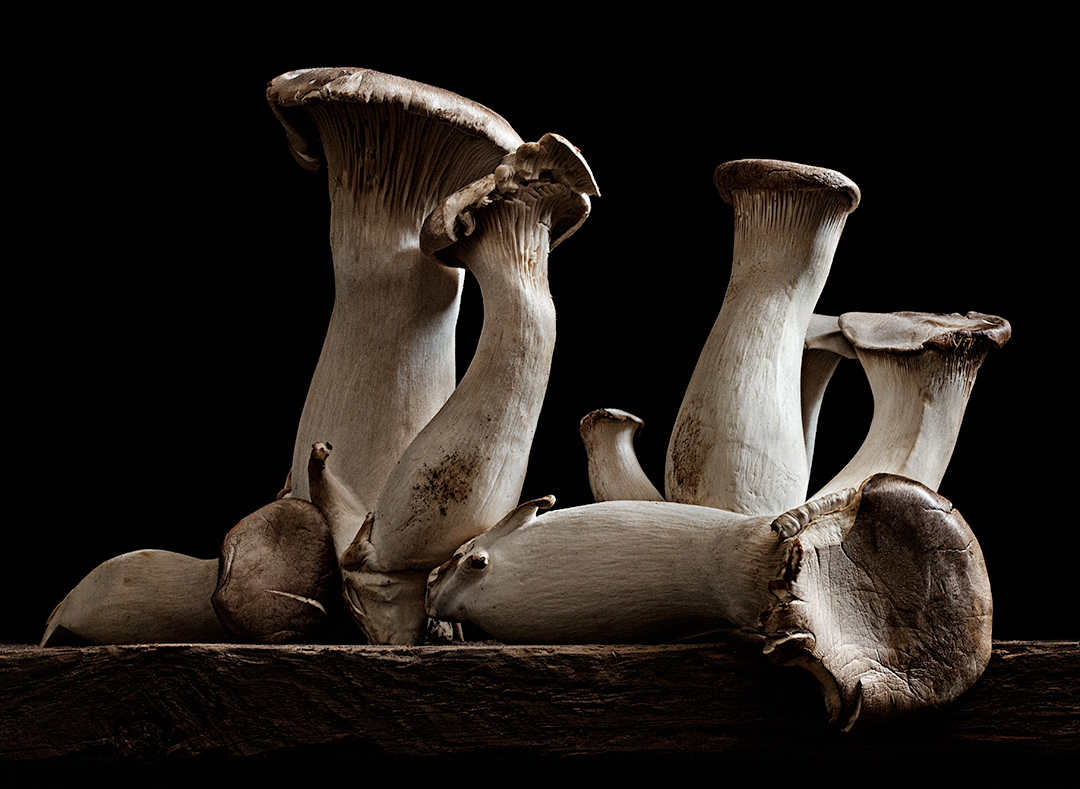 Mushroom-29_FINAL.jpg