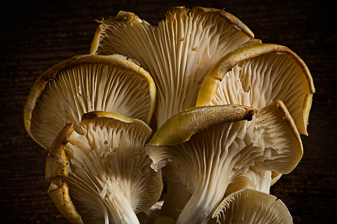 Mushroom-72.jpg
