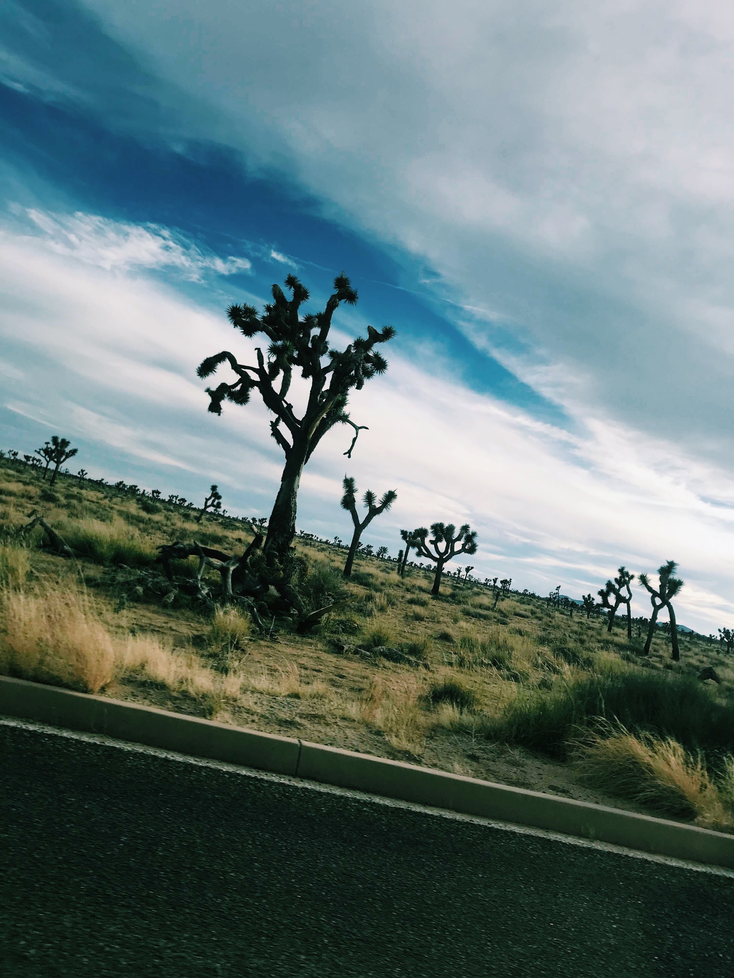 JoshuaTree.JPG