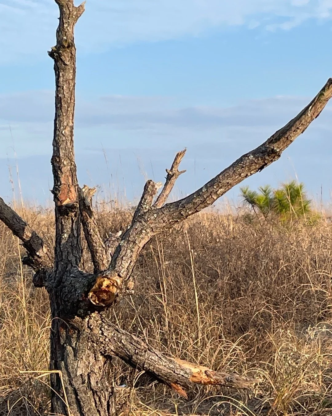Nature inspired.
 

Work in progress.

#painting#nature