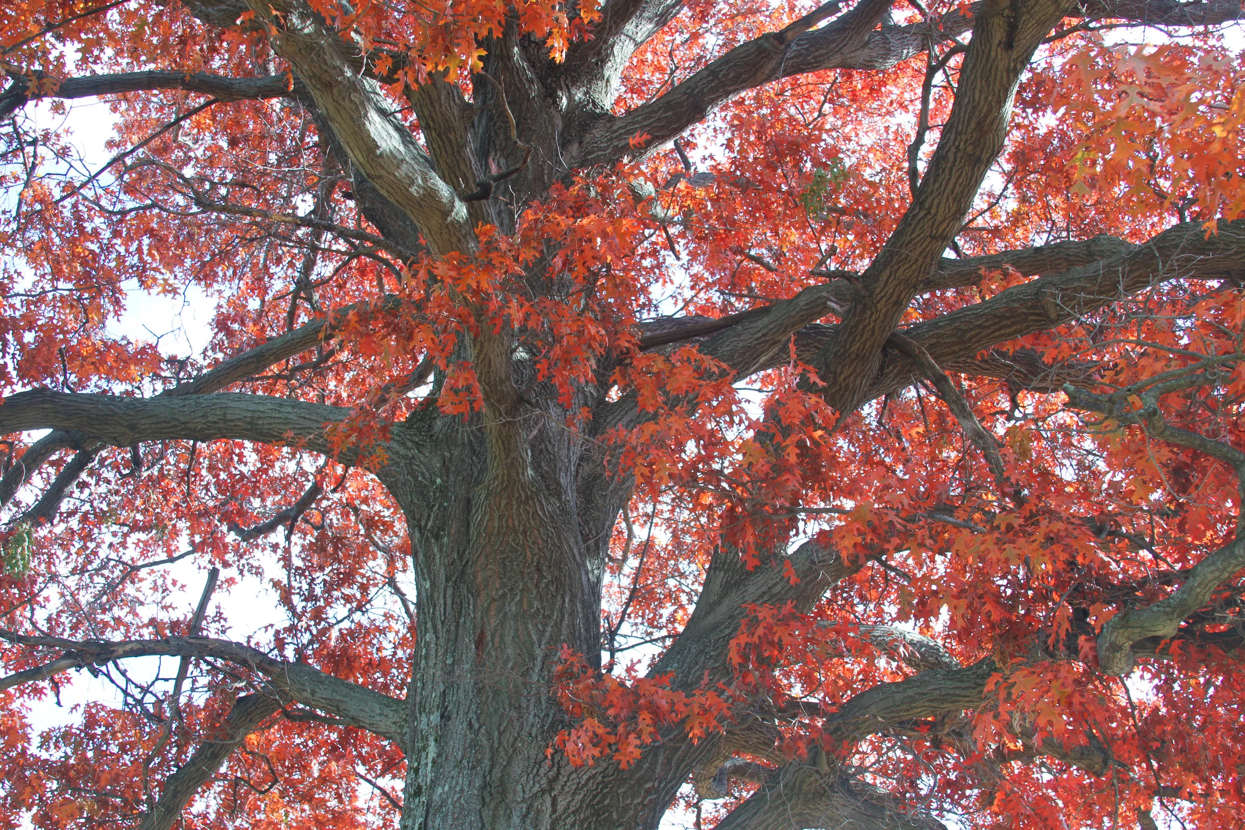 junelemongirl, june lemon girl, red tree, giant tree, fashion blog, fashion blogger