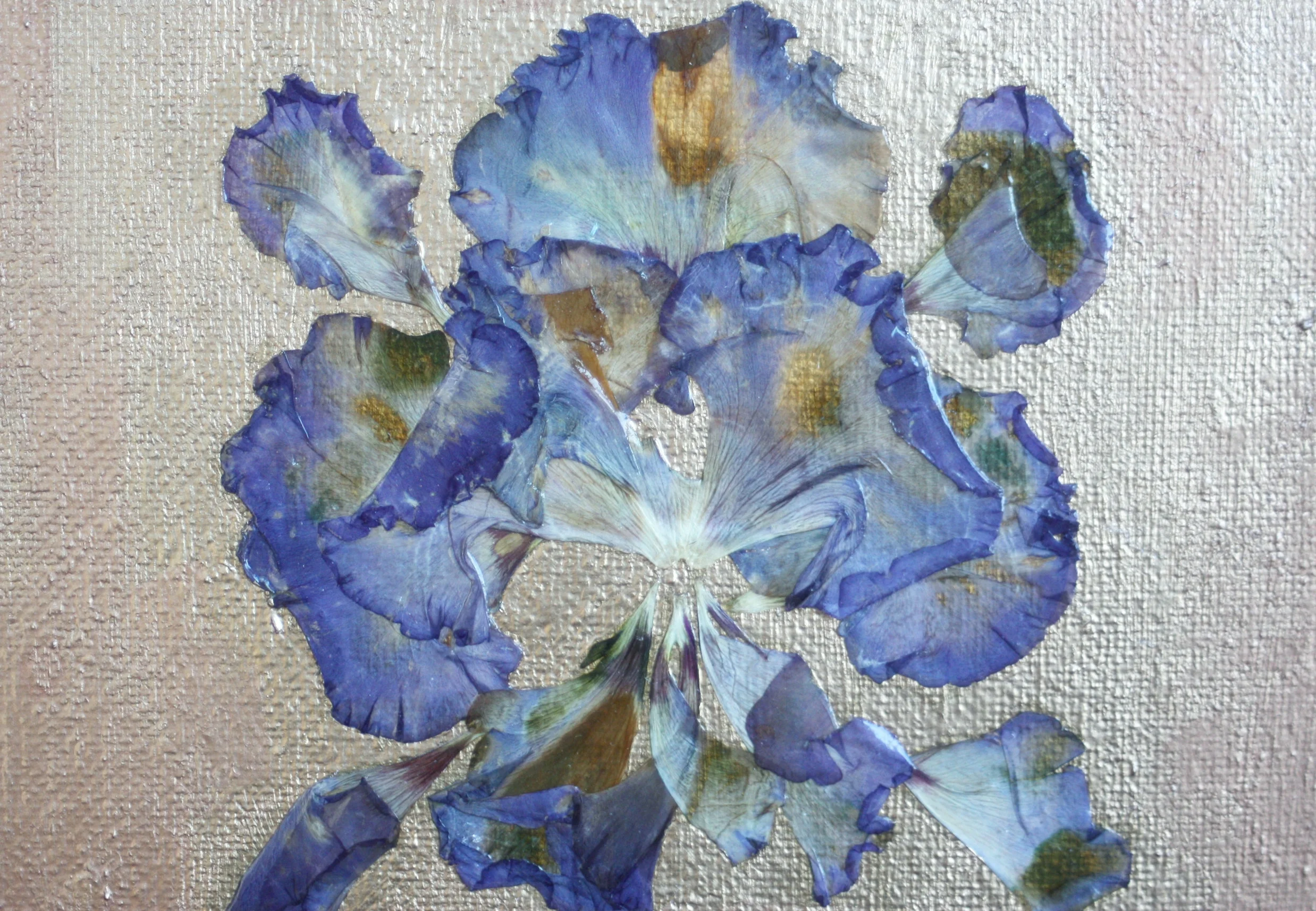 Diatomea Gold Oshibana painting on canvas Made with pressed petals and gold leaf Acrylic finish Dimensions: 6 x 12