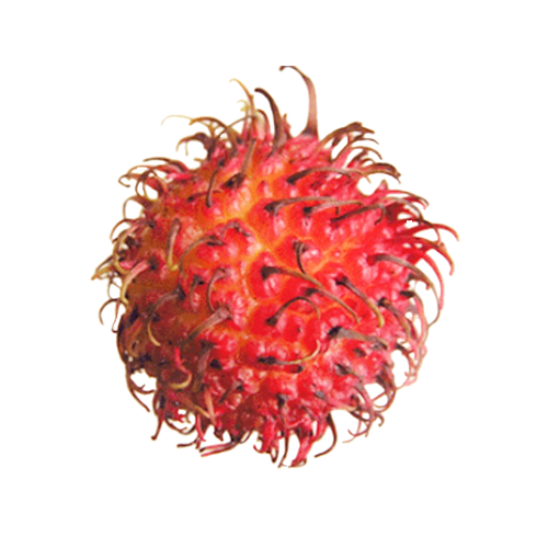 RAMBUTÁN Origen: Vietnam, Honduras