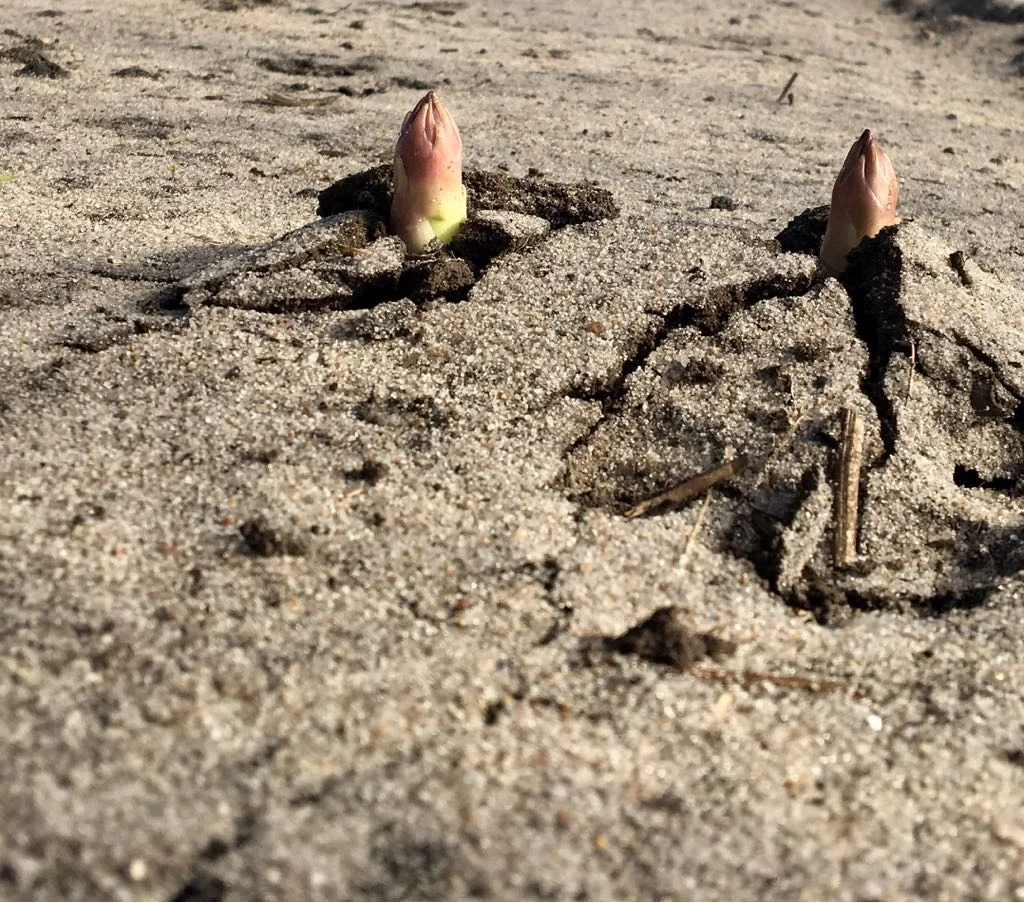Bordeaux Farm joue sa carte de présentation sur les diverses variétés d’asperge, et c’est ainsi que les asperges blanches et vertes seront proposées dans les marques PURE , Belle de Bordeaux et Belles de Dunes . Dès mars à Juillet, l’Asperge des Landes arrive sur les étals. Elle se reconnaît à sa blancheur et à sa fraîcheur, garantes d’une saveur tendre et unique. Bien calibrée, droite, elle possède toutes les spécificités d’un grand cru comme diraient les vignobles.