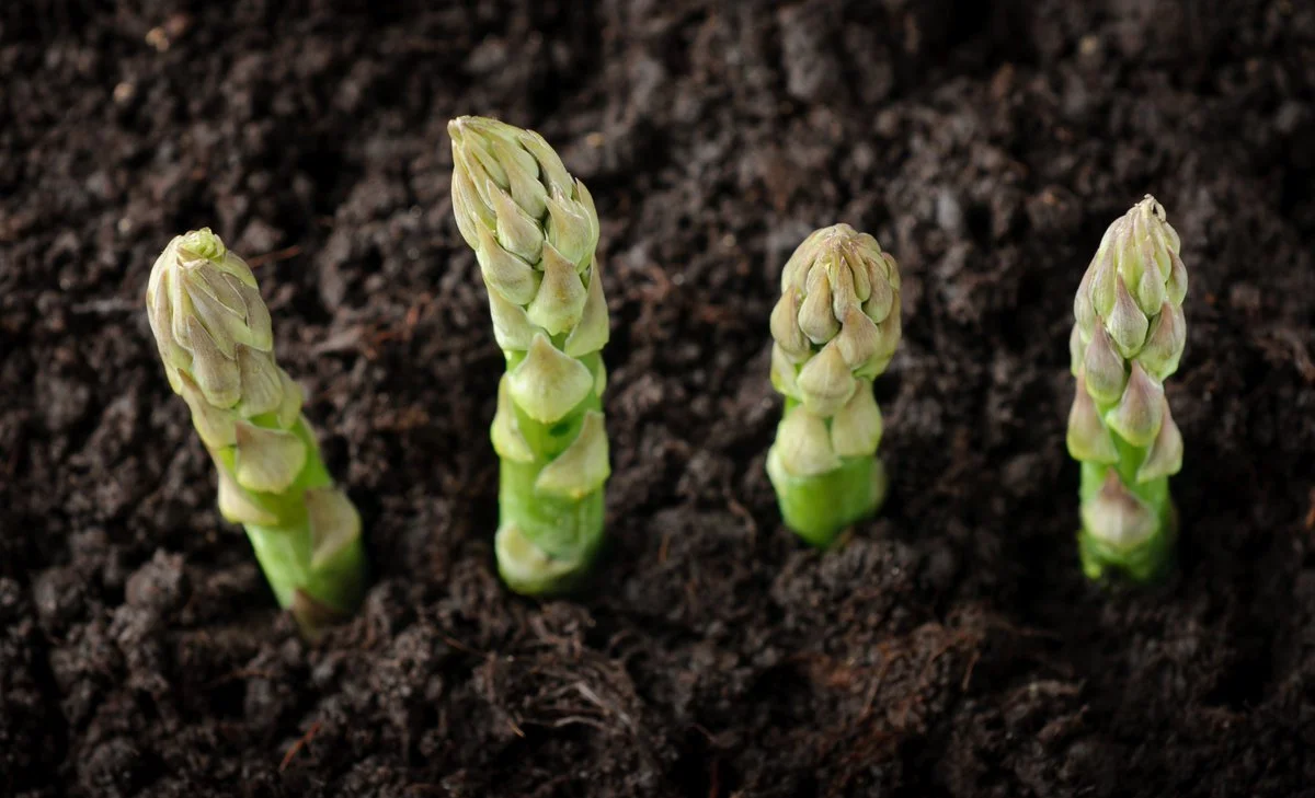 L’asperge verte qui a fait toute sa croissance à la lumière est fine, gouteuse mais avec un goût plus accentué et sauvage que l’asperge blanche. Bordeaux Farm débute ce printemps avec des belles variétés en partenariat avec AMS EUROPEAN.