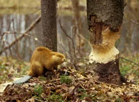 Beaver