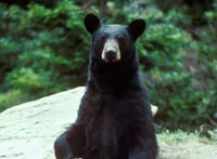 Black Bear