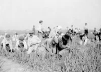 Chicago Onion Farm, ca. 1900 Courtesy of Chicago History Museum