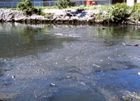 Pollution Choking the North Branch Courtesy of Friends of the Chicago River