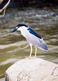 Black Crowned Night Heron Courtesy of Friends of the Chicago River