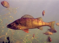 Yellow Perch Courtesy of US Fish and Wildlife Digital Library Service