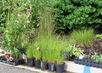 Native plants are beneficial and beautiful. Courtesy of Friends of the Chicago River