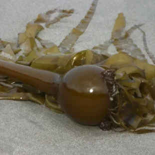 fotolia_bladderwrack.jpg