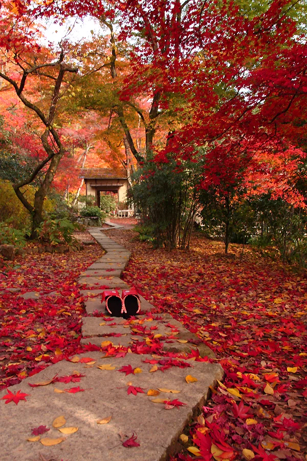 Photo by D. Hatena