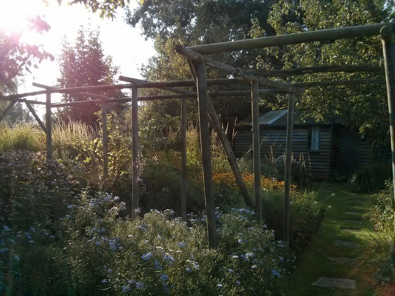 All the dead in the wisteria is now cut back from this trellis and we like the open sweep of the garden without it; so I think it’s time to dig the wisteria out and for all the trellis to go. For 20 years it has divided the garden with a shaded walk into two large spaces but it’s time for a change.