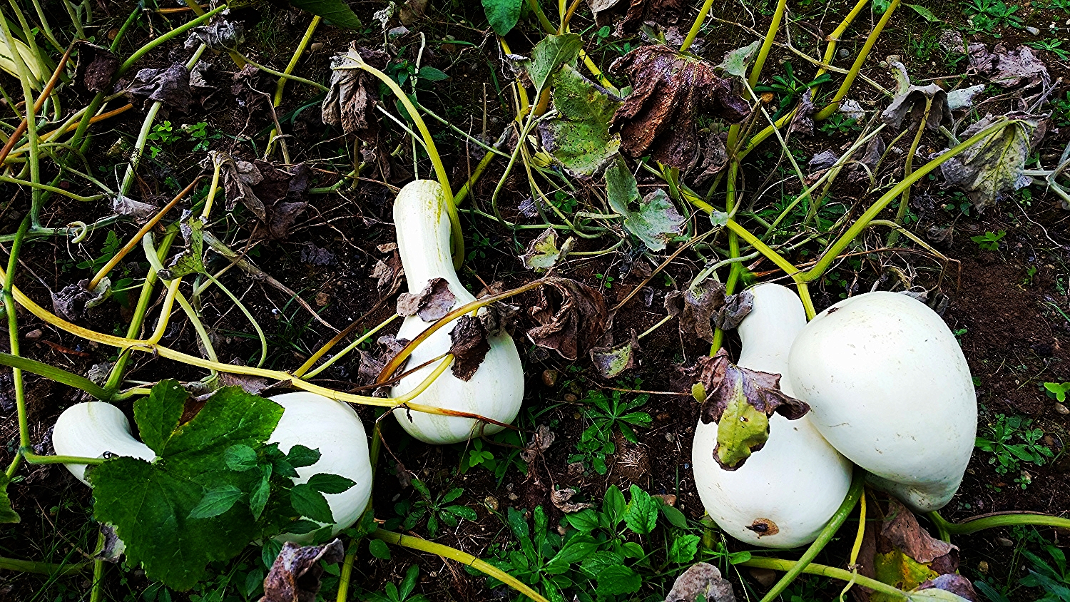 White Cushaw in the Patch