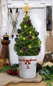 2019-Small-Table-Top-Living-Tree-V4-New-Pot-copy-186x300.jpg