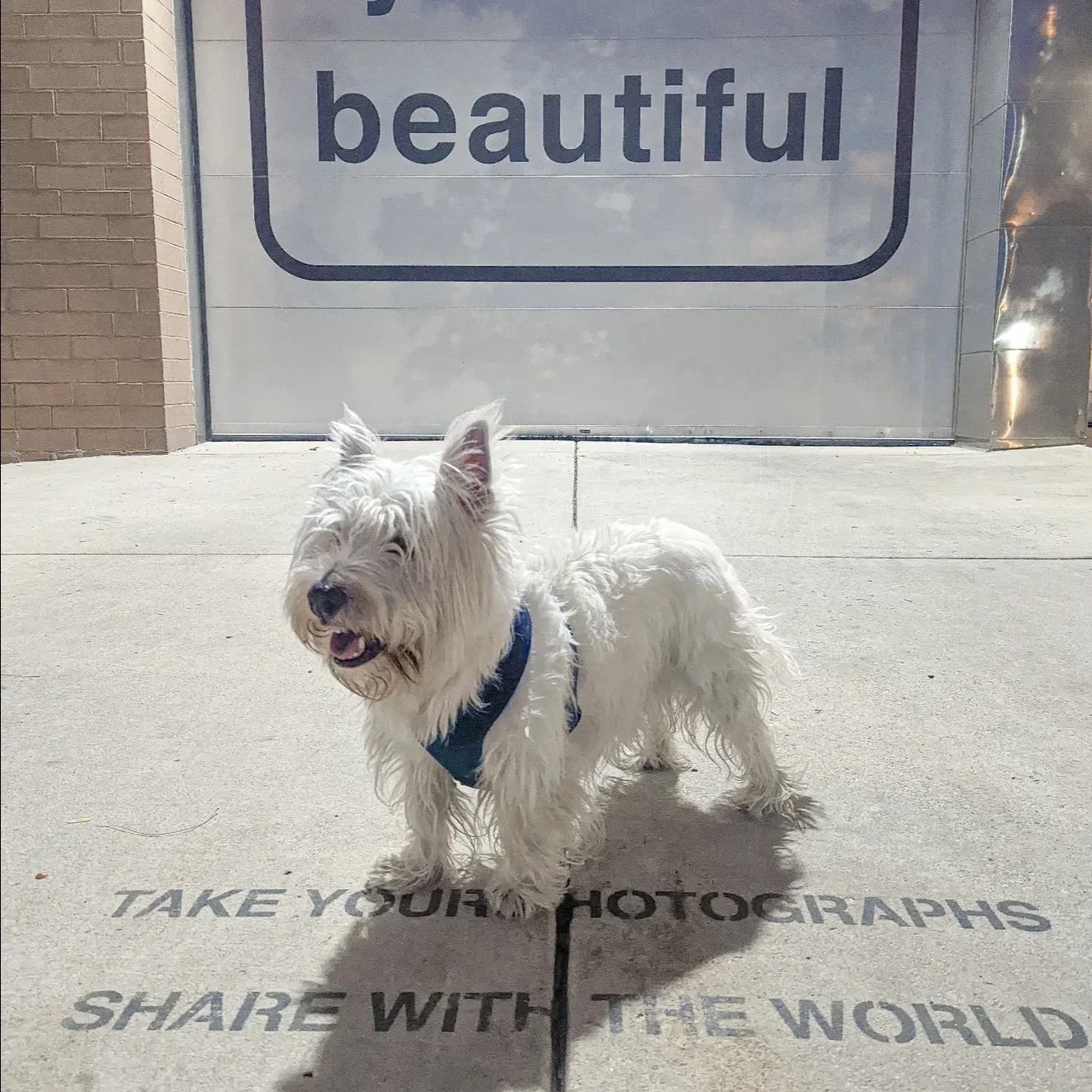     Matthew Hoffman public art garage door installation at Smith Park Chicago with community dog portraits
