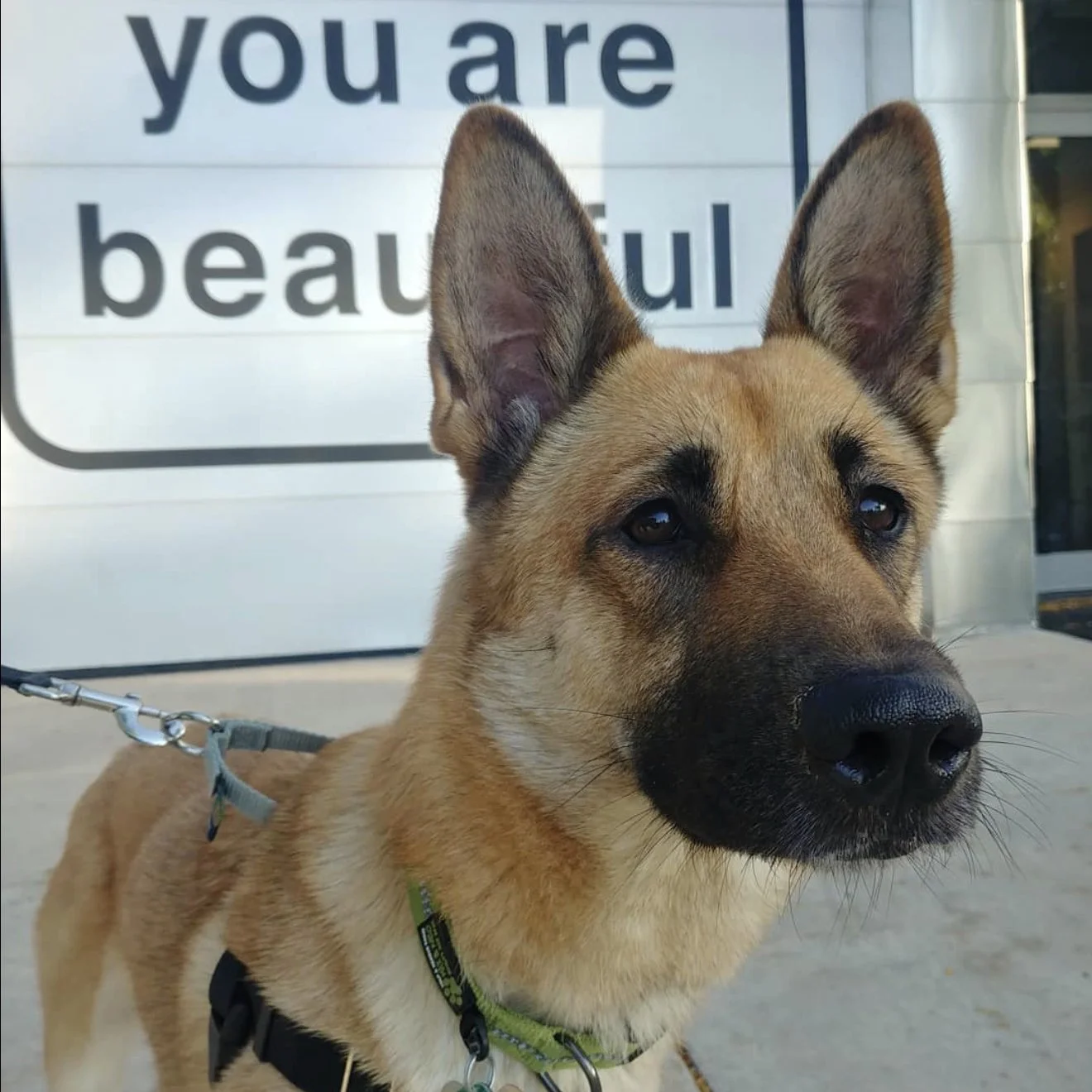     Matthew Hoffman public art garage door installation at Smith Park Chicago with community dog portraits