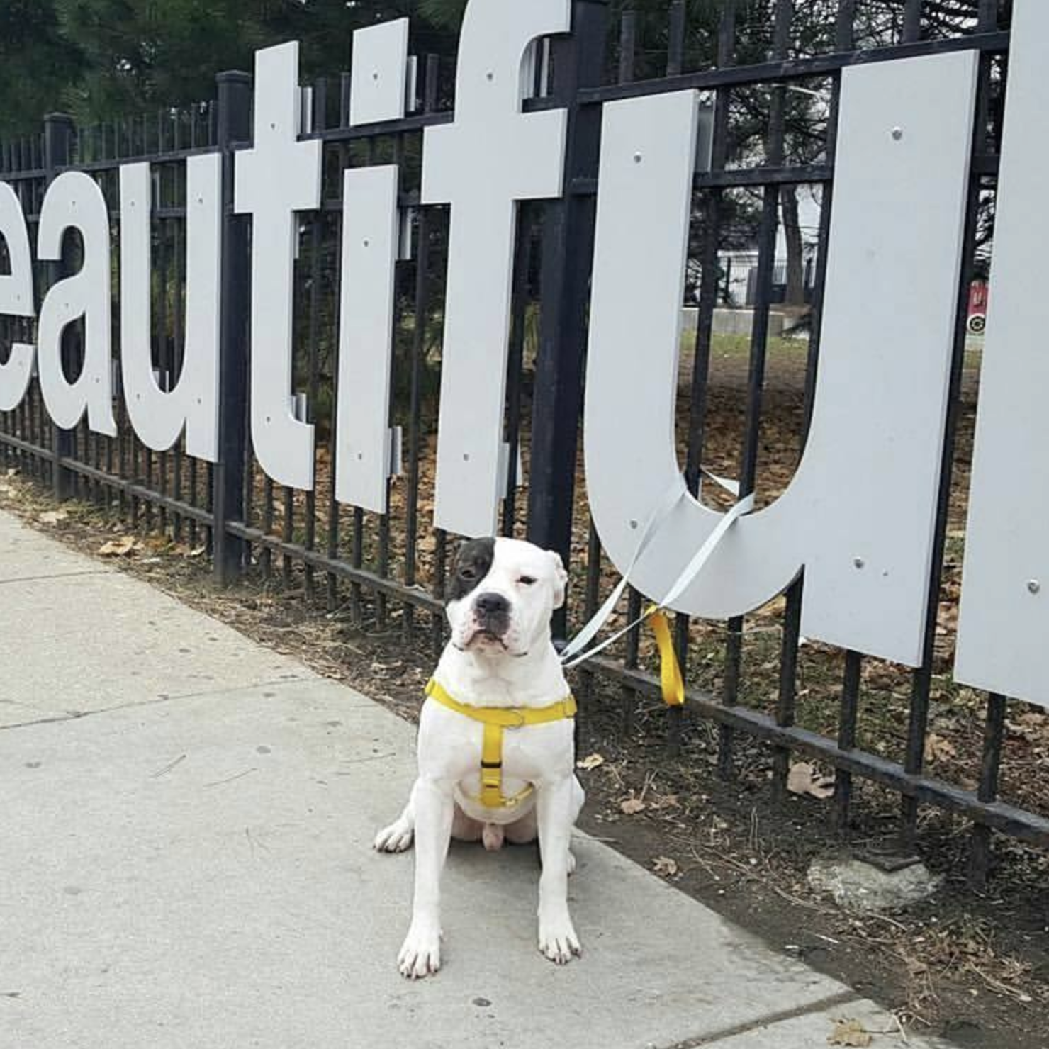 Dog posing with Matthew Hoffman’s “You Are Beautiful” public art sculpture in St. Charles, a joyful landmark celebrating self-expression.