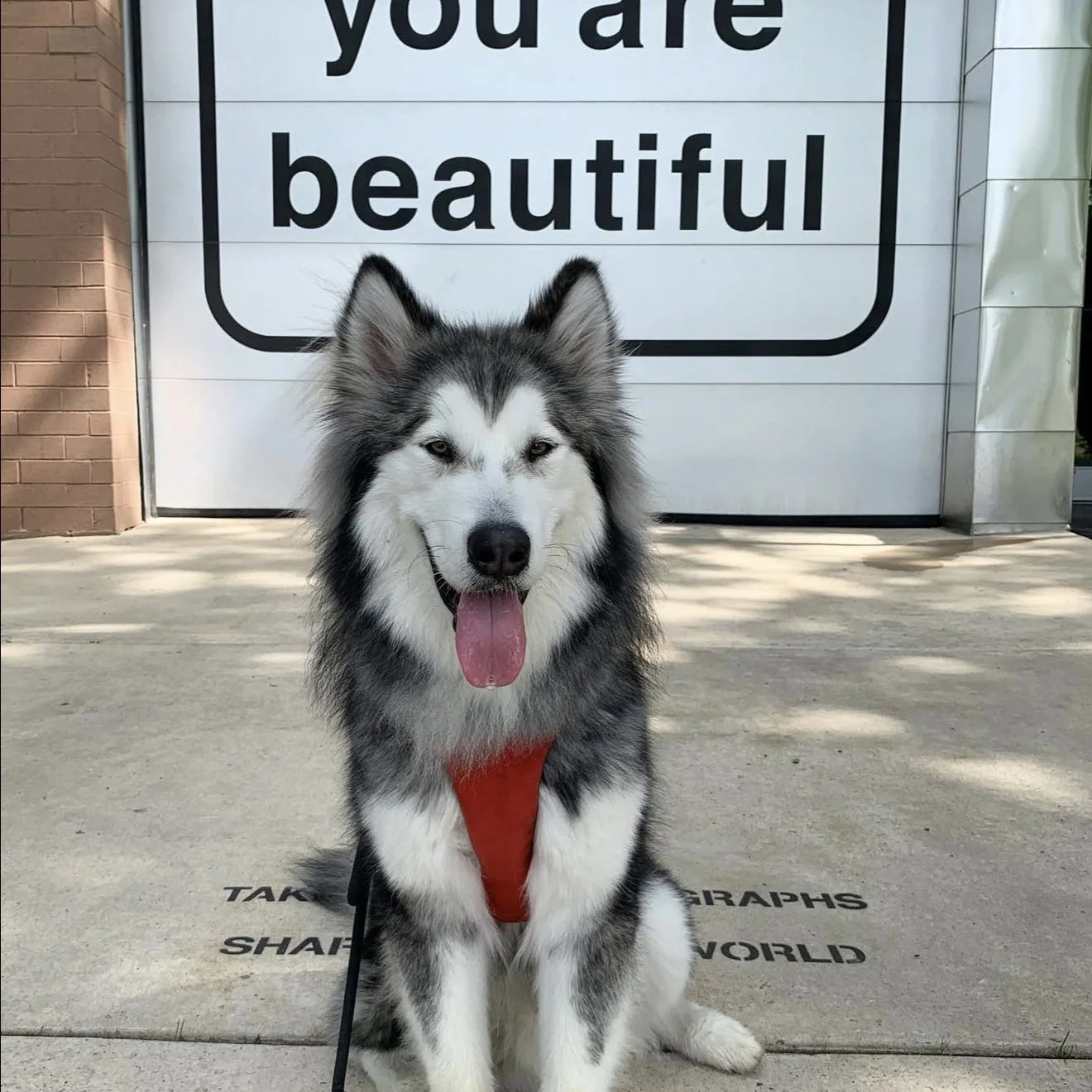     Matthew Hoffman public art garage door installation at Smith Park Chicago with community dog portraits