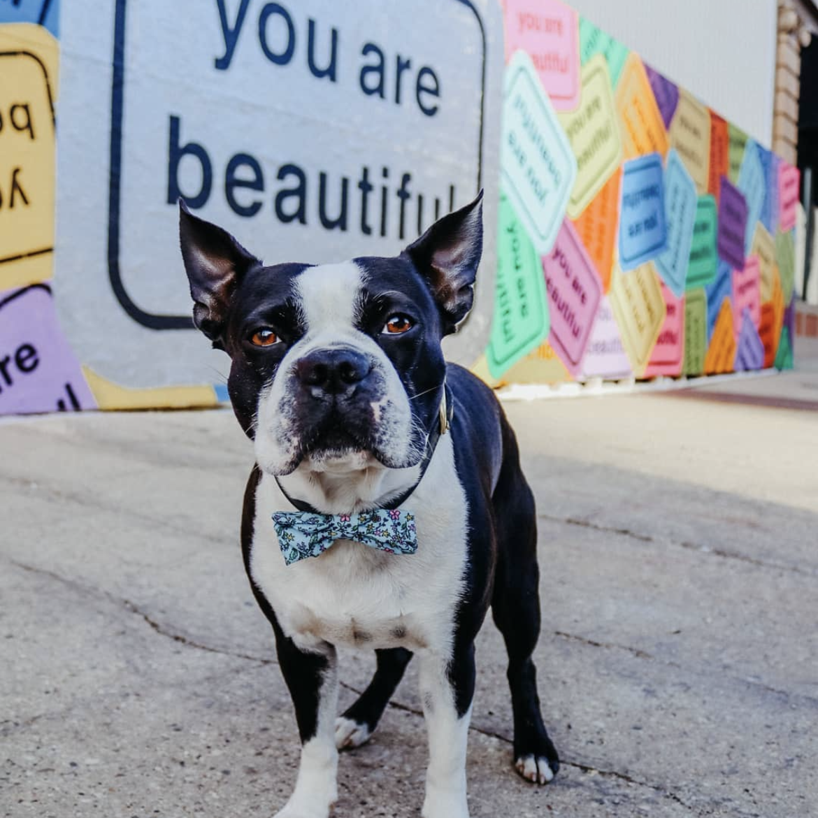 You Are Beautiful collage mural covering a temporary construction wall in downtown Milwaukee, Wisconsin.