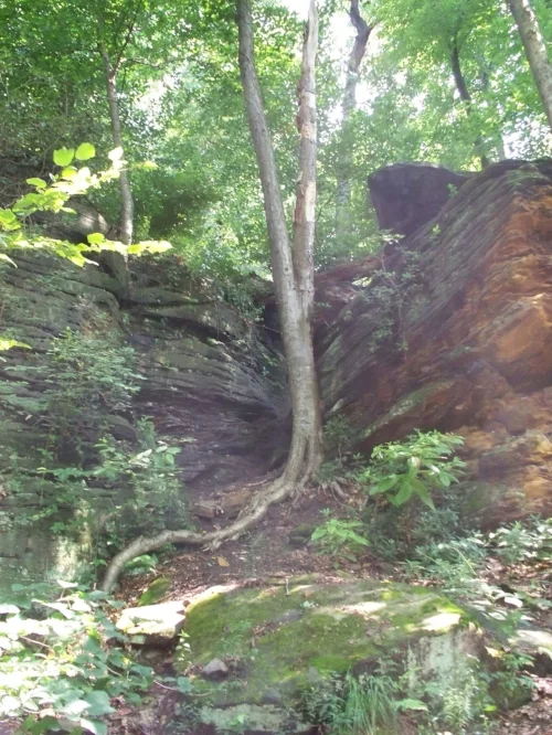 strange-tree.jpg