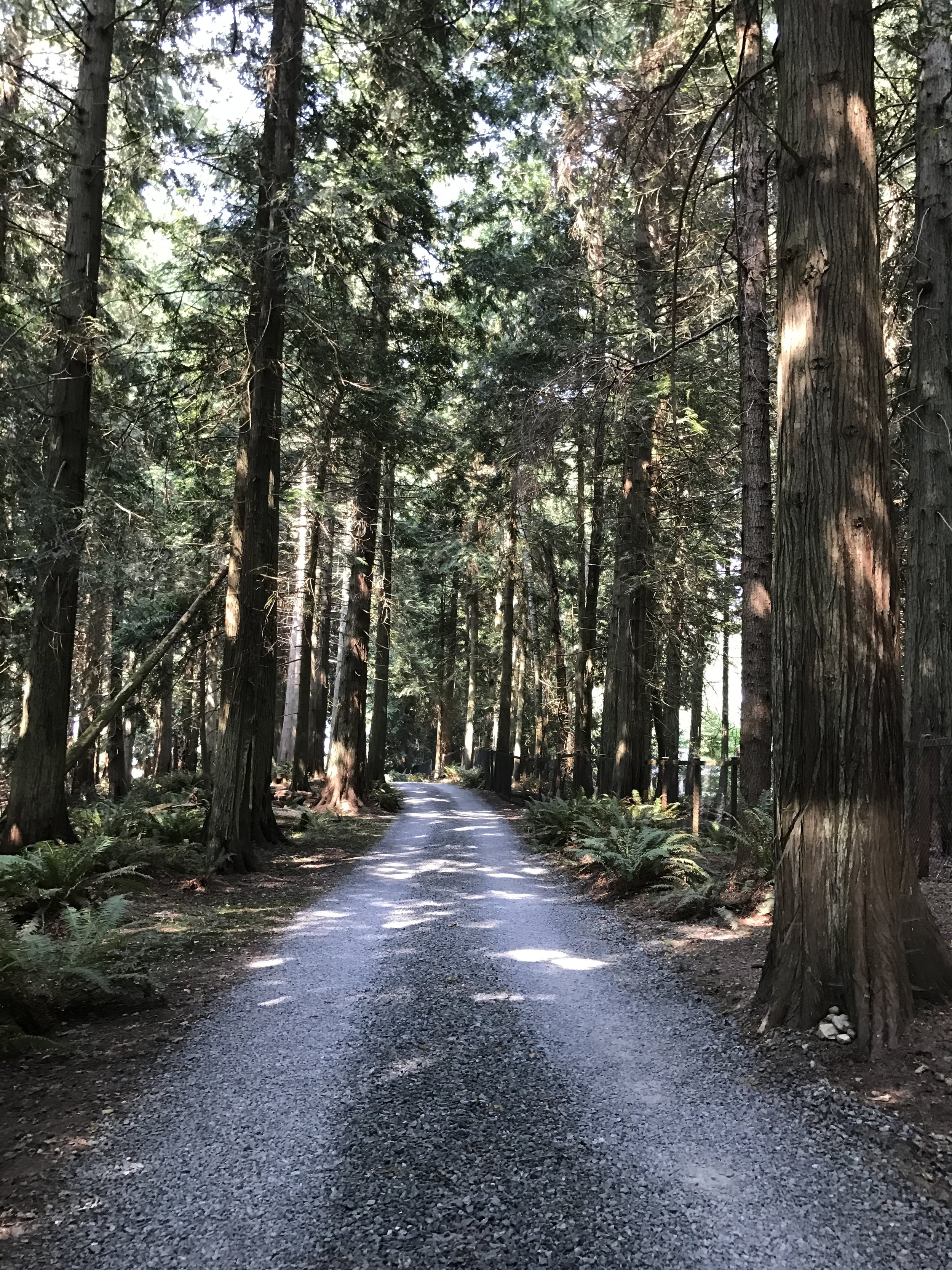 A long wooded driveway...