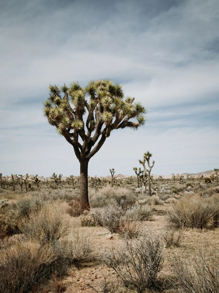 An Uncertain Fate - Joshua Tree National Park