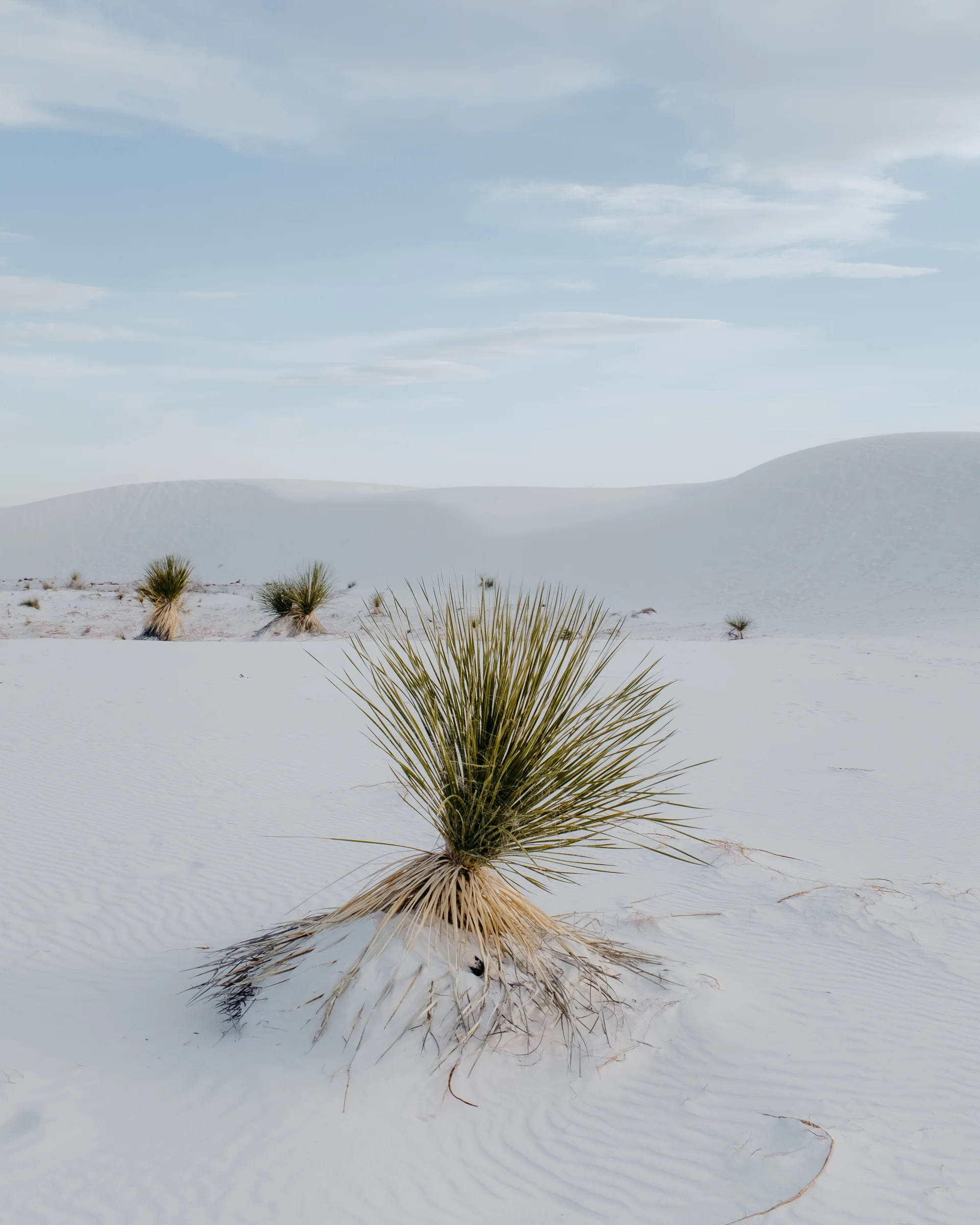 White Sands National Monument photo: Sarah Dickenson