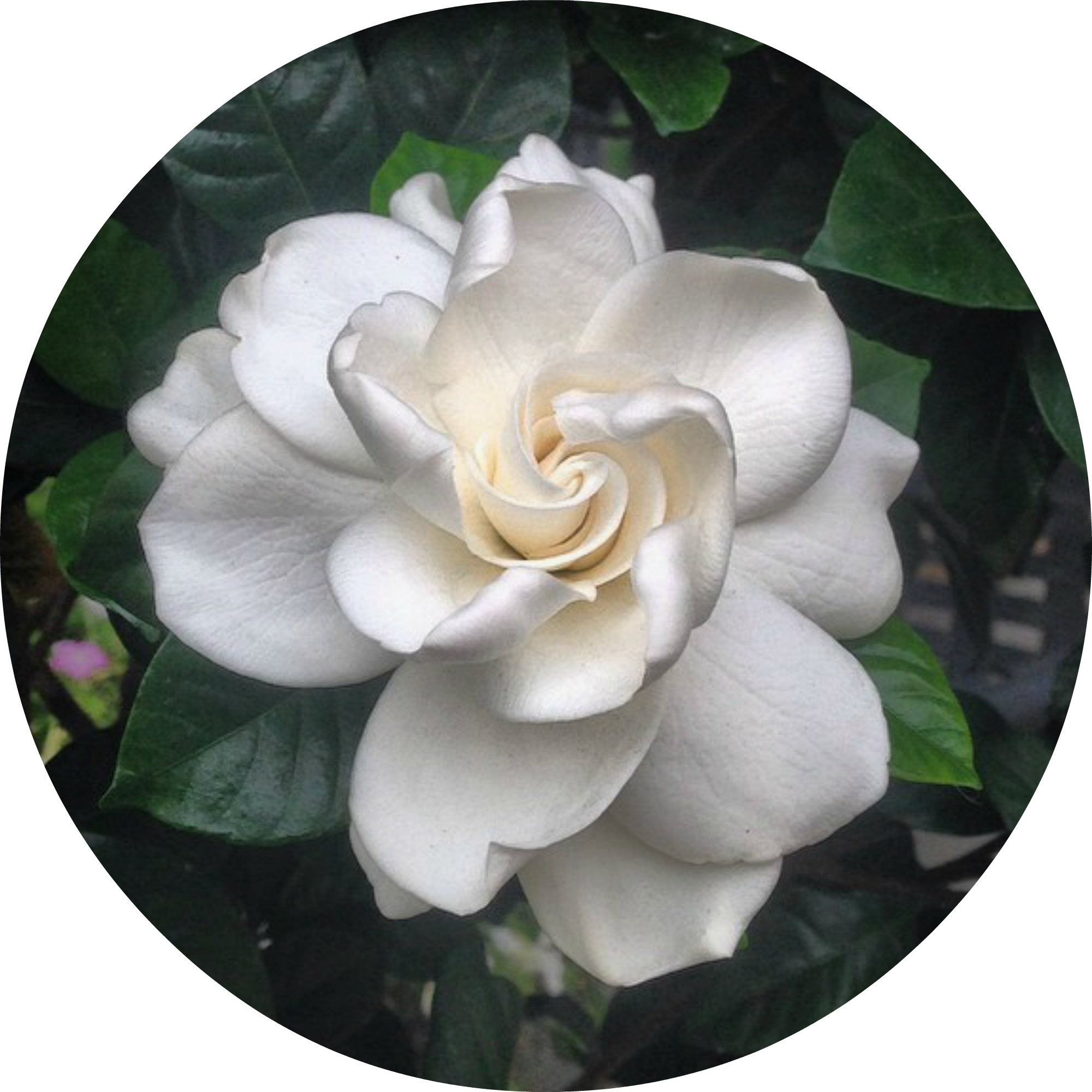 Webpage &amp;&nbsp;Digital Design