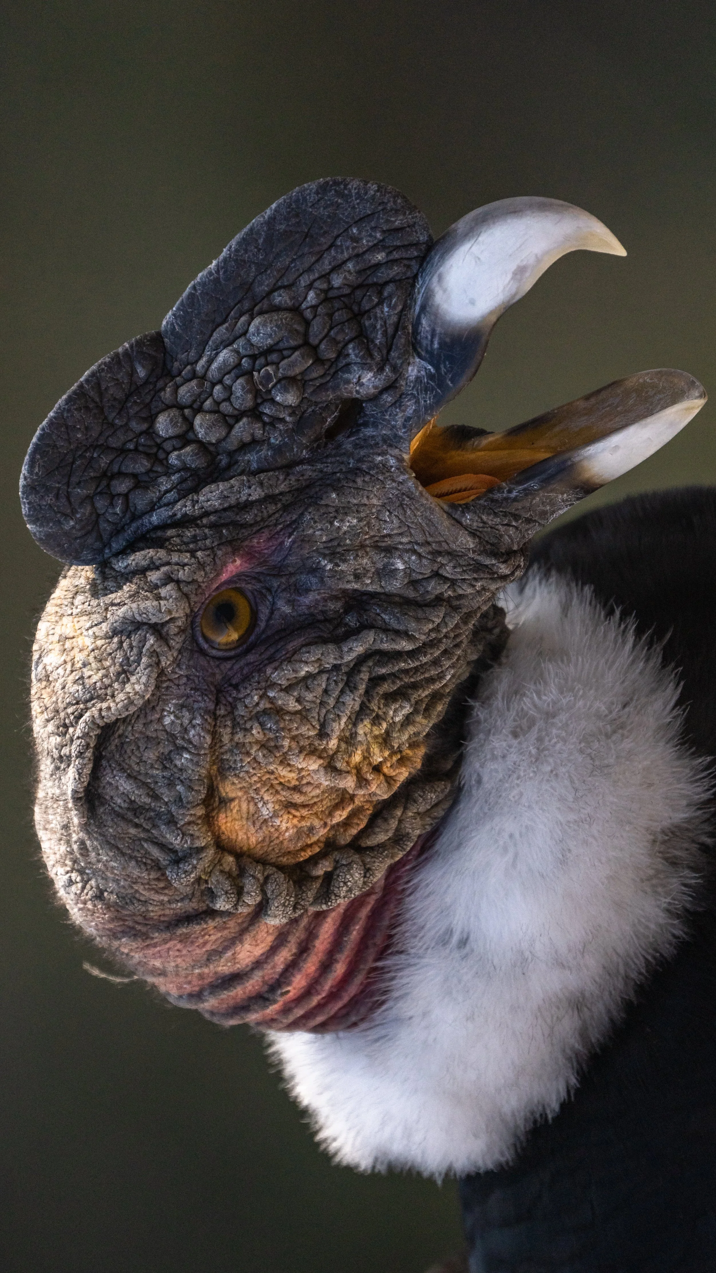 inserts 16-9 video presentacion-19.jpg