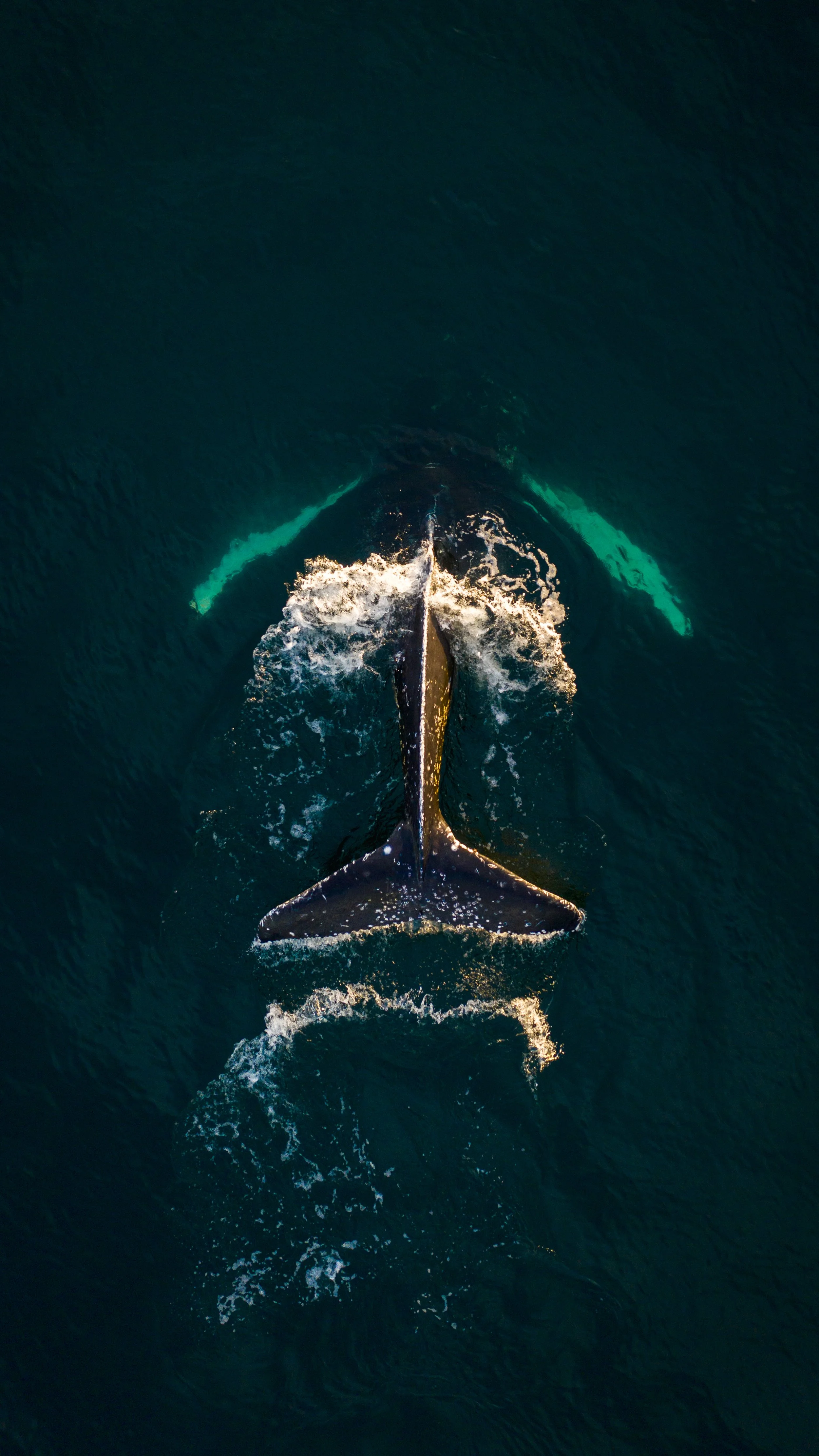 inserts 16-9 video presentacion-8.jpg