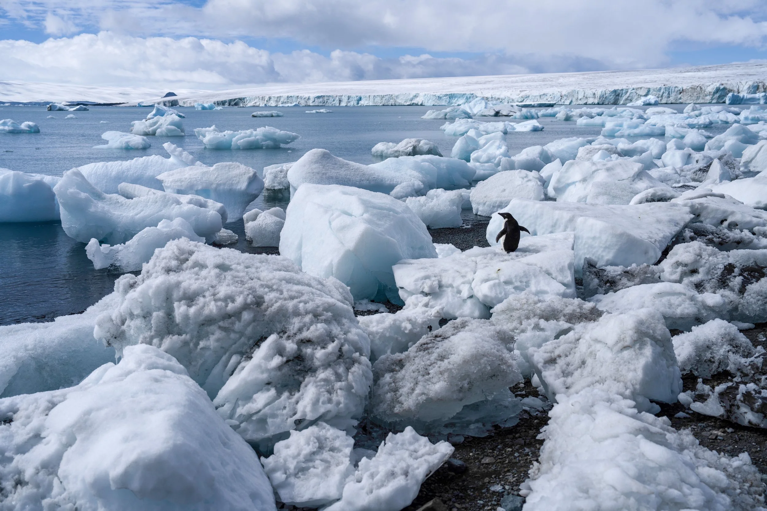 Antartida - gongranja.JPG
