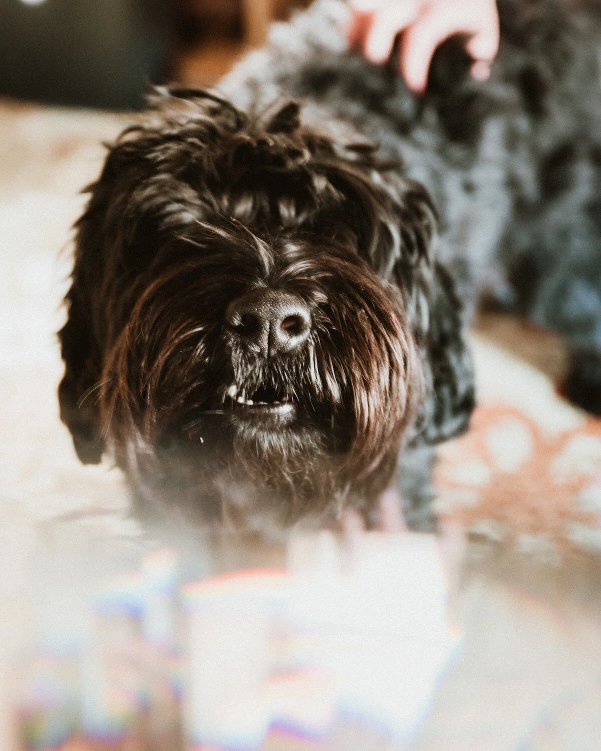 Tegan-1.jpg